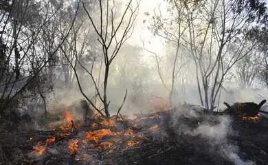 Foto: Jornal de Brasília