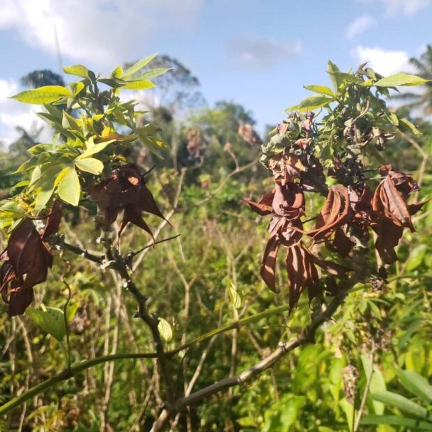 Foto: Jornal de Brasília