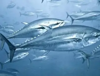 Por que alto nível de mercúrio nos atuns persiste há décadas e intriga cientistas