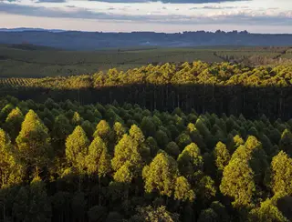 Só 12% dos projetos de reflorestamento para créditos de carbono têm mais de 10 espécies nativas, diz estudo