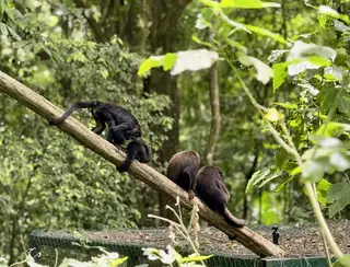 Macacos bugios voltam ao Parque Nacional da Tijuca, no Rio de Janeiro; veja vídeo