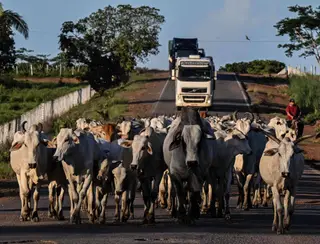 Frigoríficos firmam acordo para checar origem legal de gado criado no Cerrado