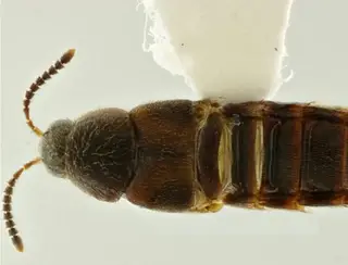 Ciência forense pode avançar com descoberta de novas espécies de besouros