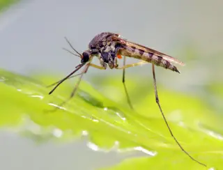Aumento da temperatura do oceano Índico está ligado a novos surtos de dengue no mundo, diz estudo