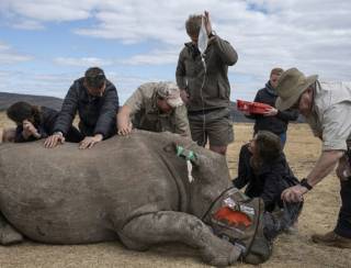 Material radioativo é usado para dissuadir caçadores de rinocerontes na África do Sul