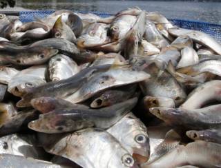 Morte de três toneladas de peixes no Rio Piracicaba é investigada