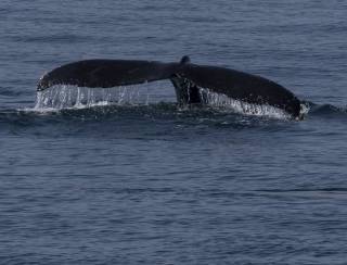 Aparição de baleias-jubarte no Brasil cresceu 30 vezes em 30 anos, dizem pesquisadores; veja fotos