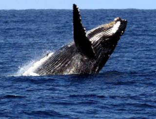 Aparição de baleias-jubarte no Brasil cresceu 30 vezes em 30 anos, dizem pesquisadores