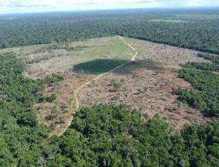 Desmatamento da amazônia é mais impactado por consumo do Brasil que por exportações