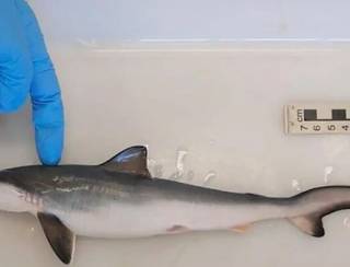 Concentração de cocaína em tubarões no Brasil é risco para espécies já ameaçadas