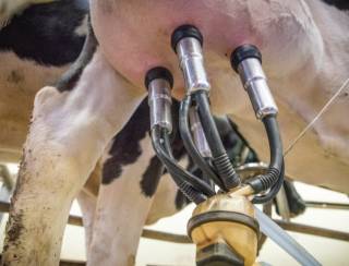 Frísia atinge marca de 1 milhão de litros de leite produzidos por dia