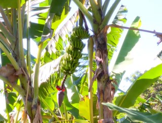 Banco de material genético de banana ajuda agricultores a selecionar as melhores variedades e aumentar a produção no ES