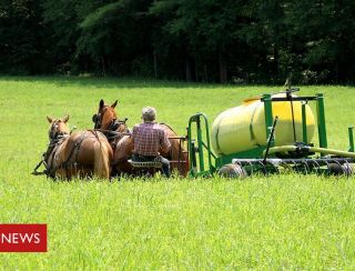 Por que agricultores dos EUA estão usando xixi em suas plantações