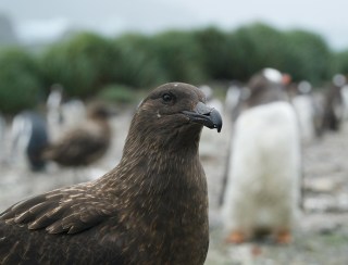 Gripe aviária se espalha pela Antártida em surto de proporção inédita e causa mortandade de animais