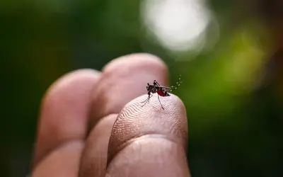 Pesquisadores encontram ovos de Aedes aegypti já infectados por zika e chikungunya em Goiânia