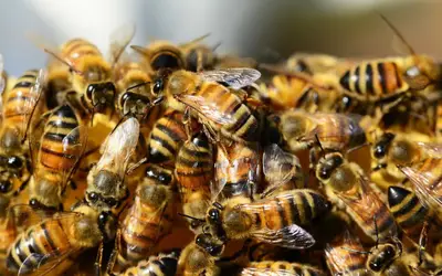 Ibama restringe uso de agrotóxico nocivo a abelhas