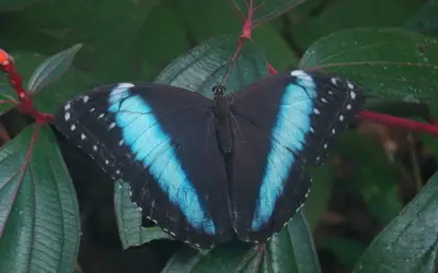 Namoro entre espécies de borboletas faz outra surgir na Amazônia