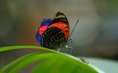 Na amazônia equatoriana, borboletas são 'termômetros' das mudanças climáticas; veja fotos