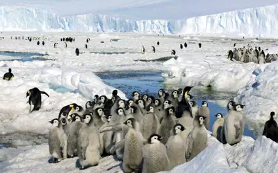 Pinguins-imperadores sofreram baixas de reprodução em 2023 por recorde negativo de gelo