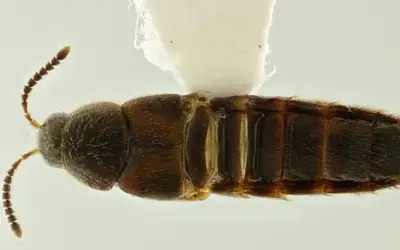 Ciência forense pode avançar com descoberta de novas espécies de besouros