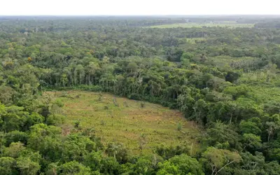 Floresta amazônica se torna 'refém' de guerrilheiros em negociações na Colômbia