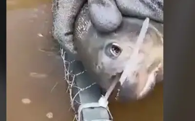 Piranha é usada para cortar armadilha de pesca; vídeo viraliza