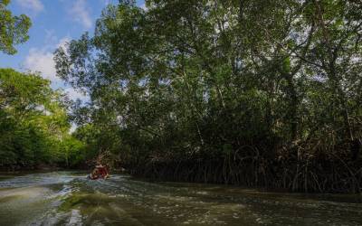 Estudo aponta manguezais como grandes sequestradores de carbono na amazônia