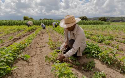 Agricultura familiar terá R$ 76 bi para produção de alimentos
