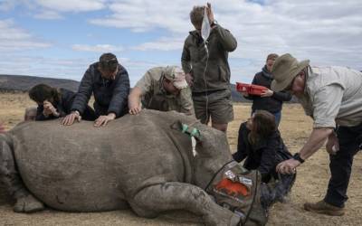 Material radioativo é usado para dissuadir caçadores de rinocerontes na África do Sul