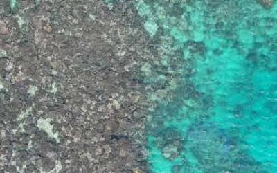 Novas imagens de drone revelam 97% dos corais mortos em um recife da Grande Barreira de Corais australiana