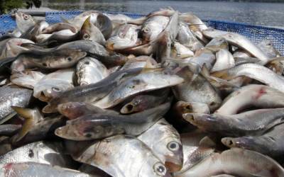 Morte de três toneladas de peixes no Rio Piracicaba é investigada
