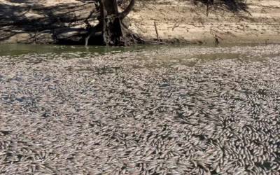 Usina é multada em R$ 18 milhões por morte de peixes em rio de Piracicaba (SP)