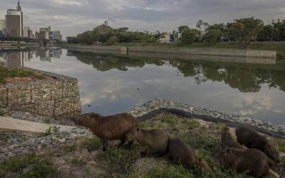 Capivaras ganham rampas nas margens do rio Pinheiros; trânsito ainda é perigo para animais