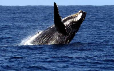 Aparição de baleias-jubarte no Brasil cresceu 30 vezes em 30 anos, dizem pesquisadores