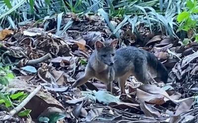 Rio de Janeiro: cachorro-do-mato faz visita diurna ao Parque Lage