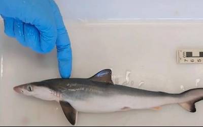Concentração de cocaína em tubarões no Brasil é risco para espécies já ameaçadas