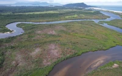 Projeto recupera mangues em SC, ameaçados por poluição e especulação imobiliária
