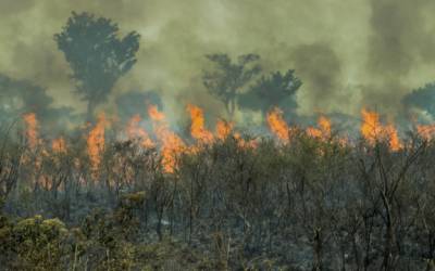 Amazônia vive recorde de incêndios em duas décadas; brigadistas se preparam para seca extrema