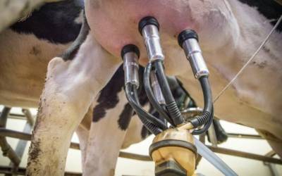 Frísia atinge marca de 1 milhão de litros de leite produzidos por dia