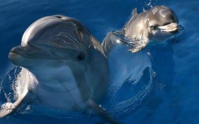 Golfinho-pintado-do-Atlântico é resgatado no litoral norte de SP