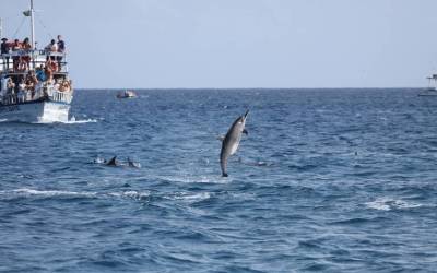 Golfinhos de Fernando de Noronha mudam hábitos devido a aumento de barcos e turistas