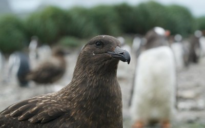 Gripe aviária se espalha pela Antártida em surto de proporção inédita e causa mortandade de animais